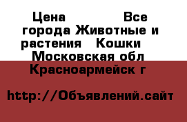 Zolton › Цена ­ 30 000 - Все города Животные и растения » Кошки   . Московская обл.,Красноармейск г.